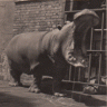 swappopotamus