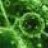 Virus